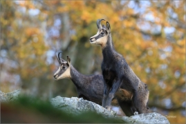 <p>KAMZÍK HORSKÝ (Rupicapra rupicapra) Lužické hory, pod Studencem ---- /Chamois - Gämse/</p>